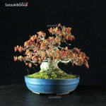 Acero Palmato Yamamomiji - immagine 2