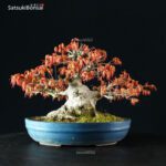 Acero Palmato Yamamomiji - immagine 3