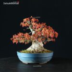 Acero Palmato Yamamomiji - immagine 4