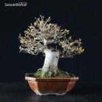 Acer Buergerianum - Kaede - immagine 7