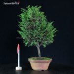 Chamaecyparis Obtusa - Hinoki