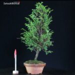 Chamaecyparis Obtusa - Hinoki