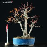Acero Palmato