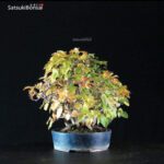 Carpinus Turczaninowii - immagine 4