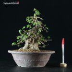 Acer Buergerianum - Kaede - immagine 5