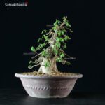 Acer Buergerianum - Kaede - immagine 6