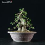 Acer Buergerianum - Kaede - immagine 7
