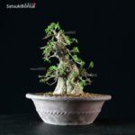 Acer Buergerianum - Kaede - immagine 8