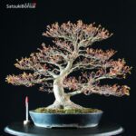 Acer Palmatum - immagine 5
