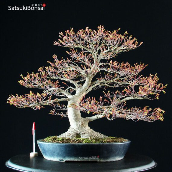 Acer Palmatum - immagine 5