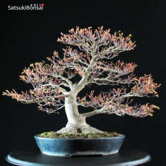 Acer Palmatum - immagine 6