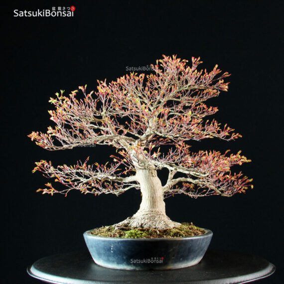 Acer Palmatum - immagine 7