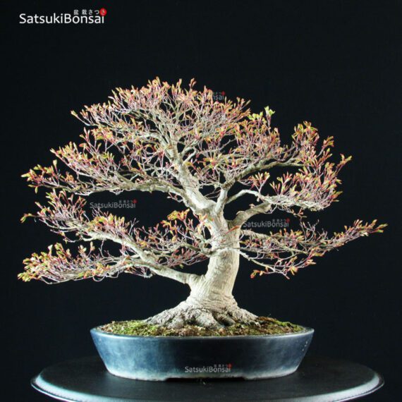 Acer Palmatum - immagine 8