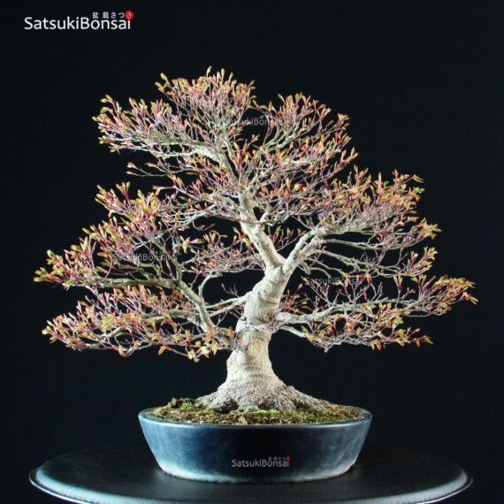 Acer Palmatum - immagine 9