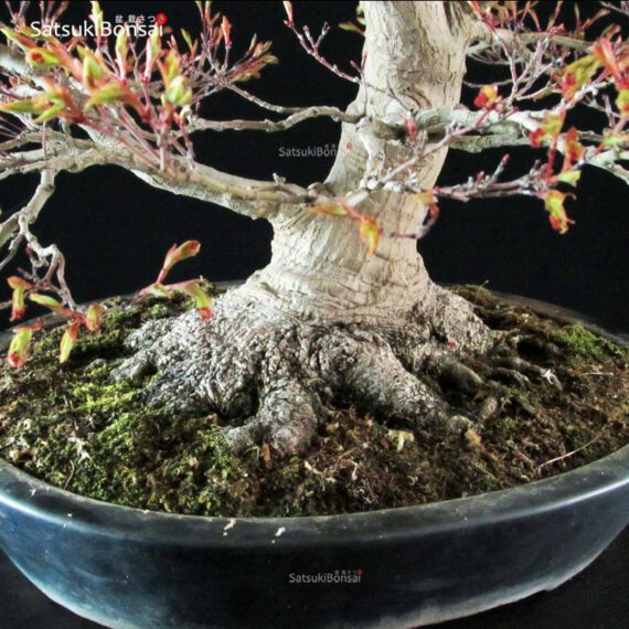 Acer Palmatum - immagine 10