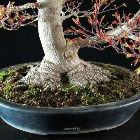 Acer Palmatum - immagine 11