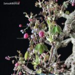 Akebia Quinata - immagine 6