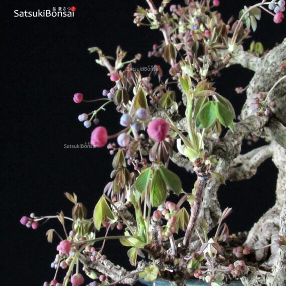 Akebia Quinata - immagine 6