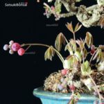 Akebia Quinata - immagine 2
