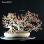 Acer Buergerianum - Kaede Ishizuki - immagine 7