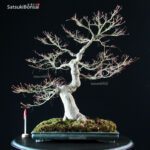 Acero Palmato Yamamomiji - immagine 9