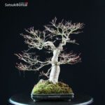 Acero Palmato Yamamomiji - immagine 10