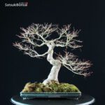 Acero Palmato Yamamomiji - immagine 11