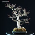 Acero Palmato Yamamomiji - immagine 12