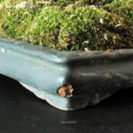 Acero Palmato Yamamomiji - immagine 13