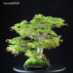 Acero Palmato Yamamomiji - immagine 6