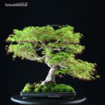 Acero Palmato Yamamomiji - immagine 7