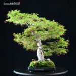 Acero Palmato Yamamomiji - immagine 8