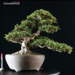 Azalea Satsuki Var. HI-NO-MARU RISERVATO - immagine 6