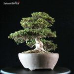 Azalea Satsuki Var. HI-NO-MARU RISERVATO - immagine 7