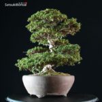 Azalea Satsuki Var. HI-NO-MARU RISERVATO - immagine 9