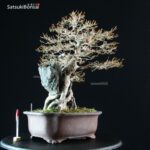 Acer Buergerianum - Kaede Ishizuki - immagine 6