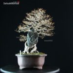 Acer Buergerianum - Kaede Ishizuki - immagine 7