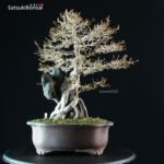 Acer Buergerianum - Kaede Ishizuki - immagine 8