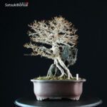 Acer Buergerianum - Kaede Ishizuki - immagine 10