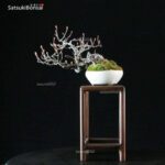 POURTHIAEA VILLOSA VENDUTO