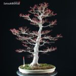 Acero Palmato var. Benichidori VENDUTO - immagine 6