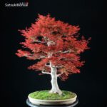 Acero Palmato var. Benichidori VENDUTO - immagine 4