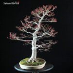 Acero Palmato var. Benichidori VENDUTO - immagine 8