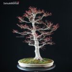 Acero Palmato var. Benichidori VENDUTO - immagine 9