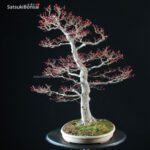 Acero Palmato var. Benichidori VENDUTO - immagine 10