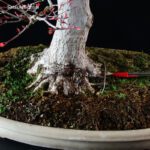 Acero Palmato var. Benichidori VENDUTO - immagine 11