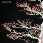 Acero Palmato var. Benichidori VENDUTO - immagine 7