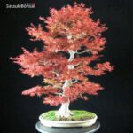 Acero Palmato var. Benichidori VENDUTO