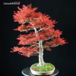 Acero Palmato var. Benichidori VENDUTO - immagine 3