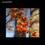 Celastrus Orbicolatus - immagine 2